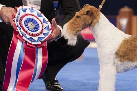 akc events search|akc awards and events search.